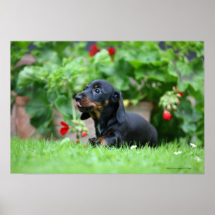 Släta-haired miniatyrtax 1 poster
