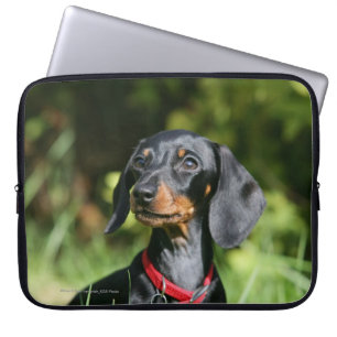 Släta-haired miniatyrtax 3 laptop sleeve
