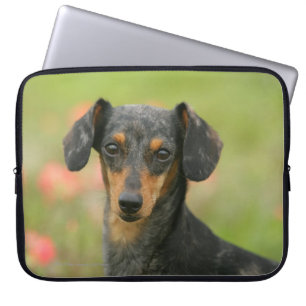 Släta-haired miniatyrtaxvalp som tittar laptop sleeve