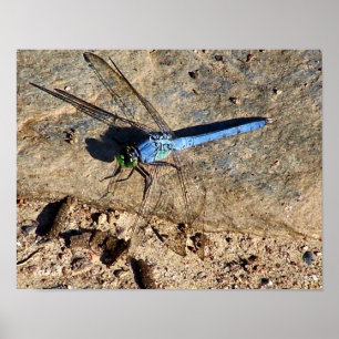 Slate Blue Dragonfly Nature Poster