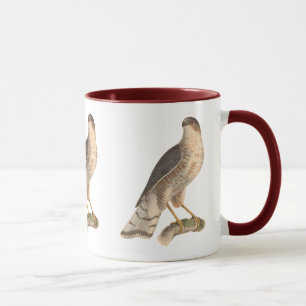 Slate färgad Hawk (Astur fuscus) Mugg