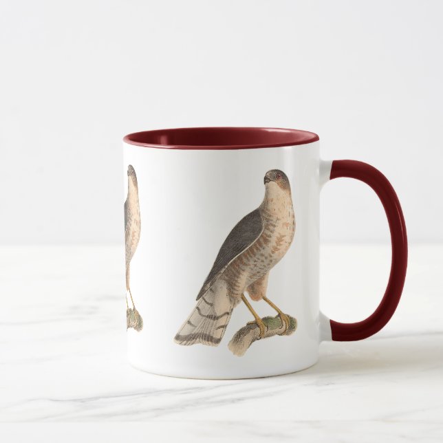 Slate färgad Hawk (Astur fuscus) Mugg (Höger)