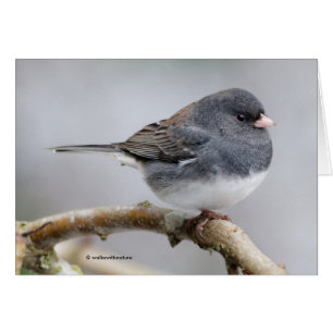 Slate Färgad Mörk-Eyed Junco på Pear Träd Hälsningskort