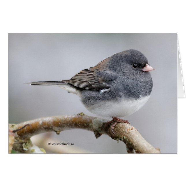 Slate Färgad Mörk-Eyed Junco på Pear Träd Hälsningskort (Framsidan Horizontal)