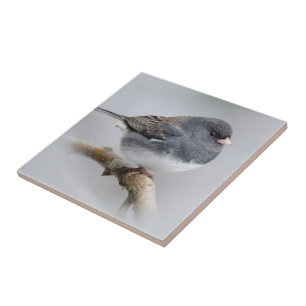 Slate Färgad Mörk-Eyed Junco på Pear Träd Kakelplatta