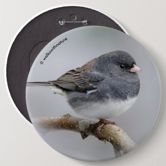 Slate Färgad Mörk-Eyed Junco på Pear Träd Knapp (Framsida & baksida)