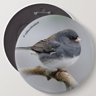 Slate Färgad Mörk-Eyed Junco på Pear Träd Knapp