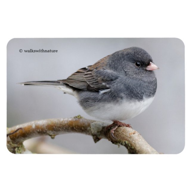 Slate Färgad Mörk-Eyed Junco på Pear Träd Magnet (Horisontell)