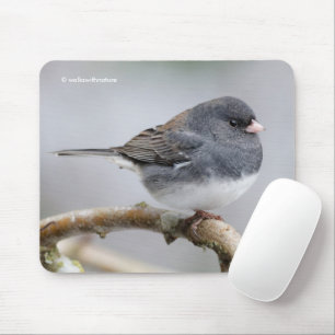 Slate Färgad Mörk-Eyed Junco på Pear Träd Musmatta