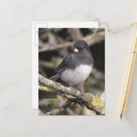 Slate Färgad Mörk-Eyed Junco på Pear Träd
