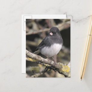 Slate Färgad Mörk-Eyed Junco på Pear Träd Vykort