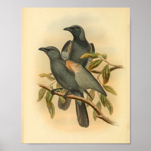 Slate Grått Cuckoo Shrike Bird Vintage Print Poster (Framsidan)