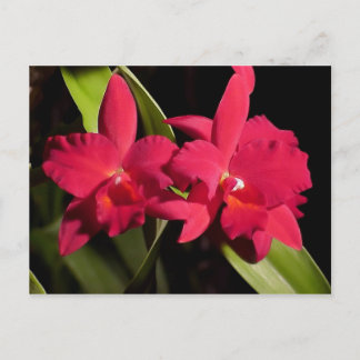 Slc. Madge Fordyce 'Red Orb' AM/AOS Vykort