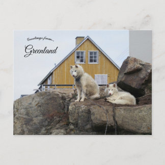 Sled Dogs in Upernavik Greenland Vykort