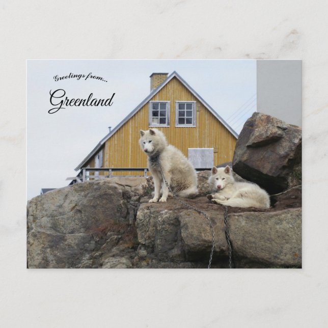 Sled Dogs in Upernavik Greenland Vykort (Framsida)