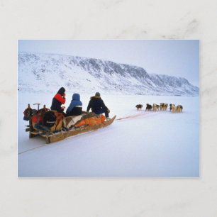 Sled hund (Sydbondön) Vykort