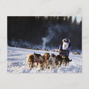 Sled Hund Tävla i Alaska Vykort