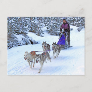Sled Hund Tävla Vykort