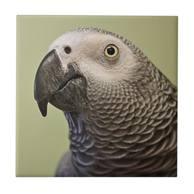Sleek Congo African Grått Parrot Kakelplatta (Framsidan)