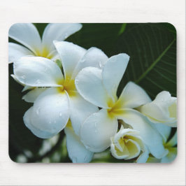 Sleek elegance: the white frangipani flower musmatta