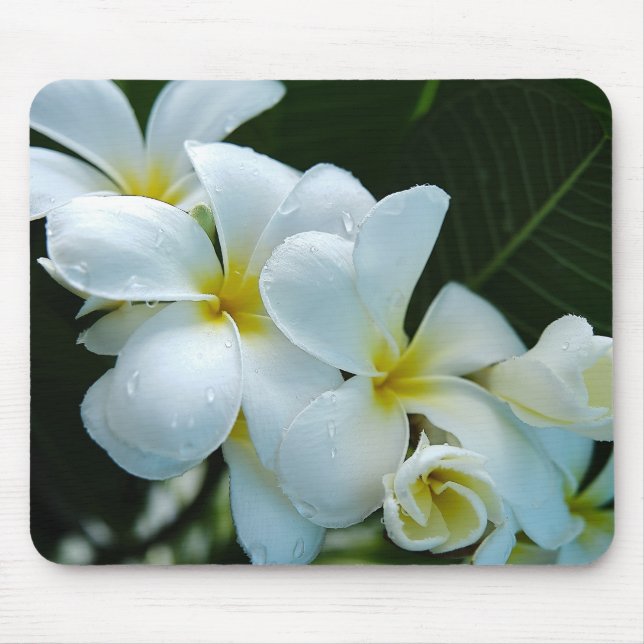 Sleek elegance: the white frangipani flower musmatta (Framsidan)