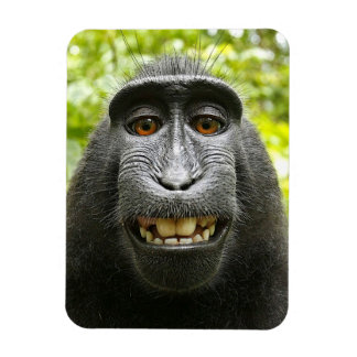 Sleende Crested Celebes Macaque Monkey Magnet