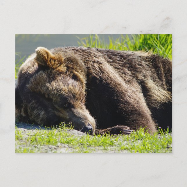 Sleeping Alaska Grizzly Bear Vykort (Framsida)