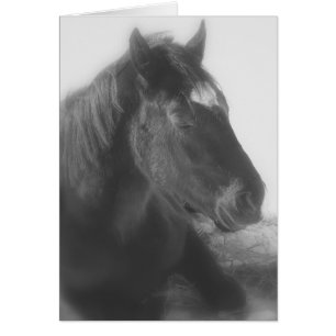 Sleeping Black Horse Hälsningskort