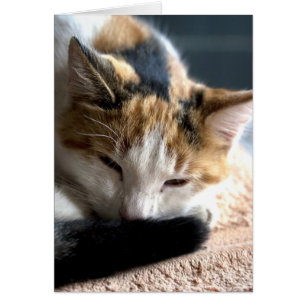 Sleeping Calico Hälsningskort