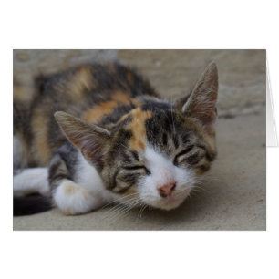 Sleeping Calico Kitten Hälsningskort