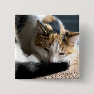 Sleeping Calico Knapp