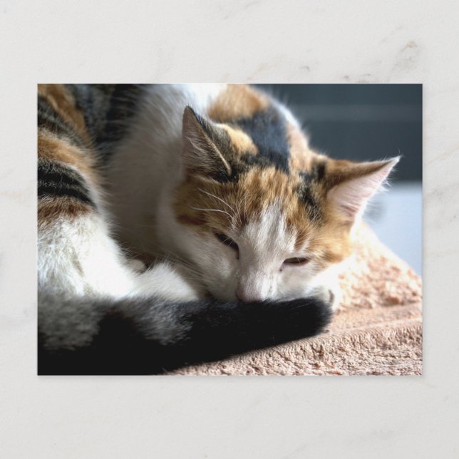 Sleeping Calico Vykort (Framsida)