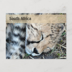 Sleeping Cheetah Unge Photo Vykort