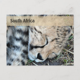 Sleeping Cheetah Unge Photo Vykort