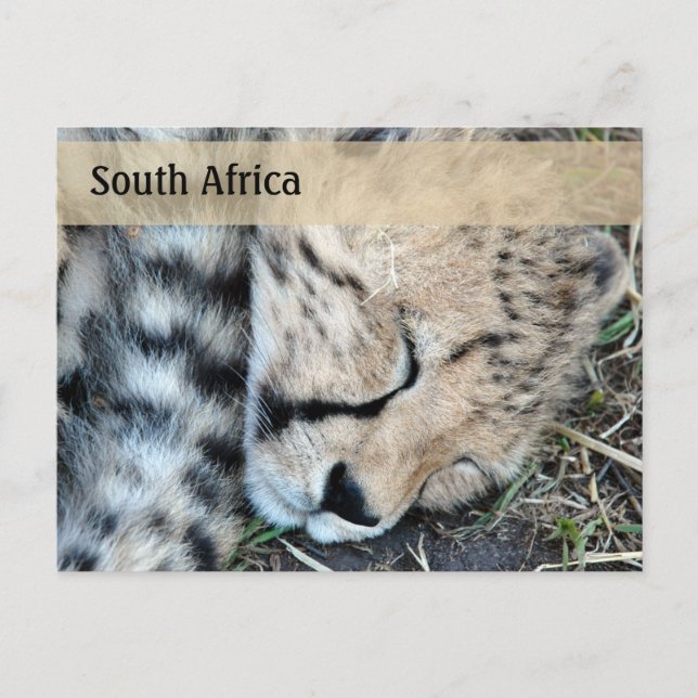 Sleeping Cheetah Unge Photo Vykort (Framsida)