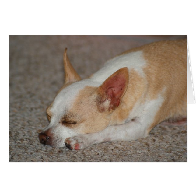 Sleeping Chihuahua Hälsningskort (Framsidan Horizontal)