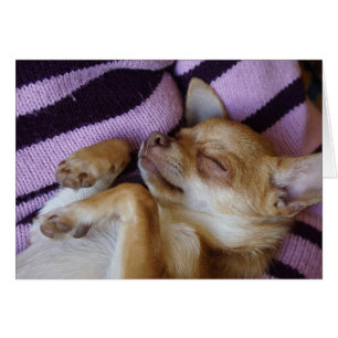 Sleeping Chihuahua Hälsningskort