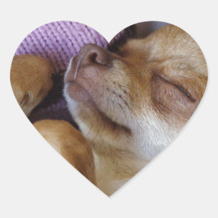 Sleeping Chihuahua Hjärtformat Klistermärke