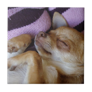Sleeping Chihuahua Kakelplatta