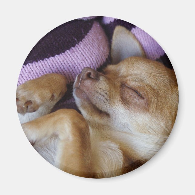 Sleeping Chihuahua Magnet (Framsidan)