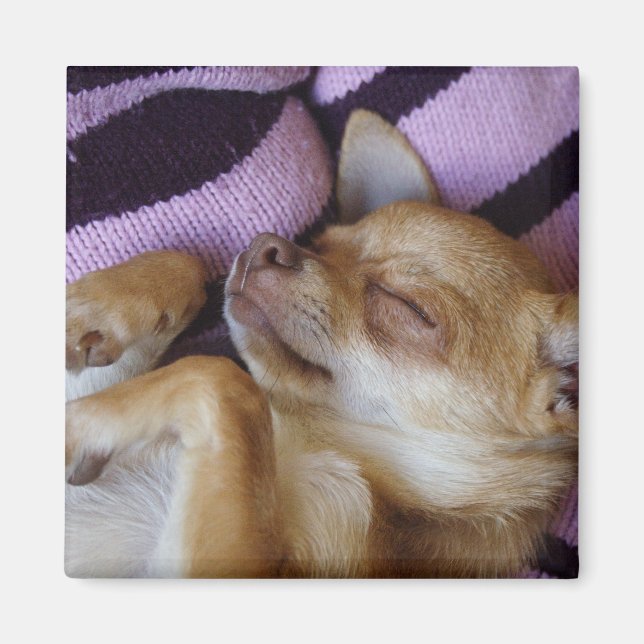 Sleeping Chihuahua Magnet (Framsidan)