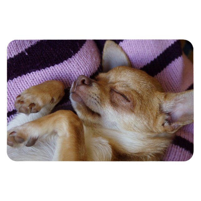 Sleeping Chihuahua Magnet (Horisontell)