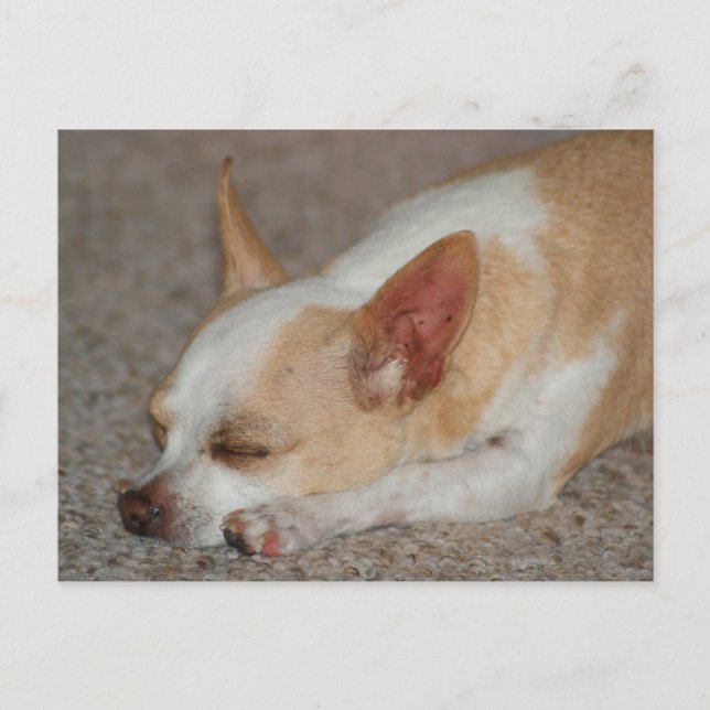 Sleeping Chihuahua Vykort (Framsida)
