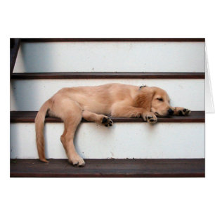 Sleeping Golden Puppy Hälsningskort