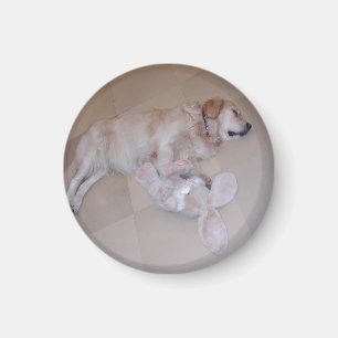 Sleeping Golden Retriever Magnet