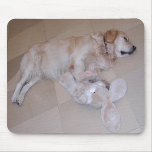 Sleeping Golden Retriever Musmatta