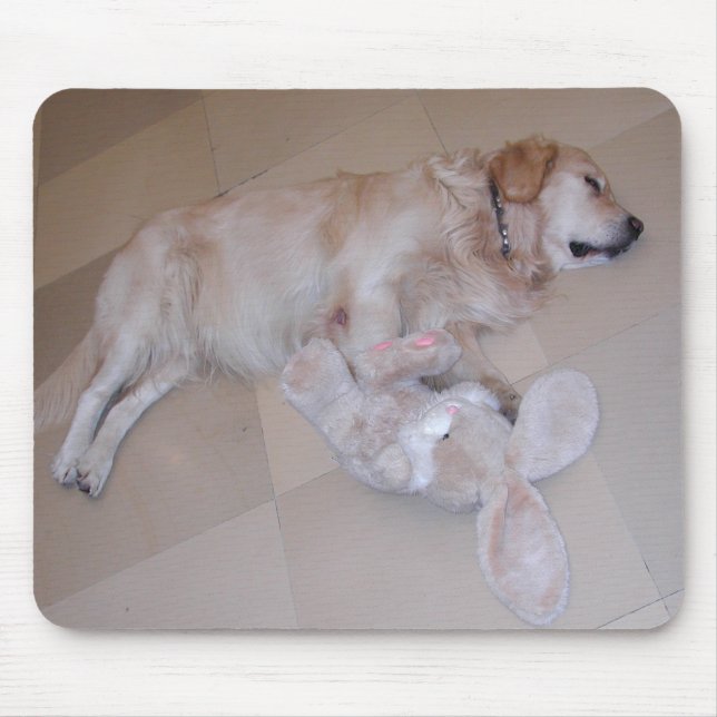 Sleeping Golden Retriever Musmatta (Framsidan)
