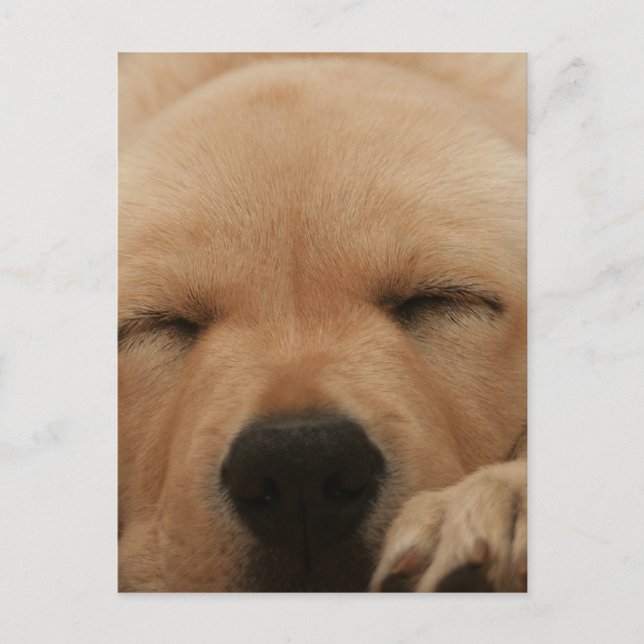 Sleeping Golden Retriever-vykort Vykort (Framsida)