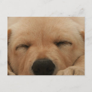 Sleeping Golden Retriever-vykort Vykort