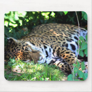 Sleeping Jaguar Musmatta